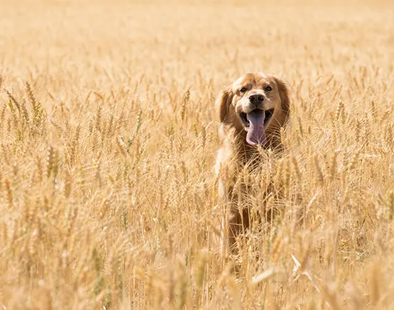 Hund im Weizenfeld