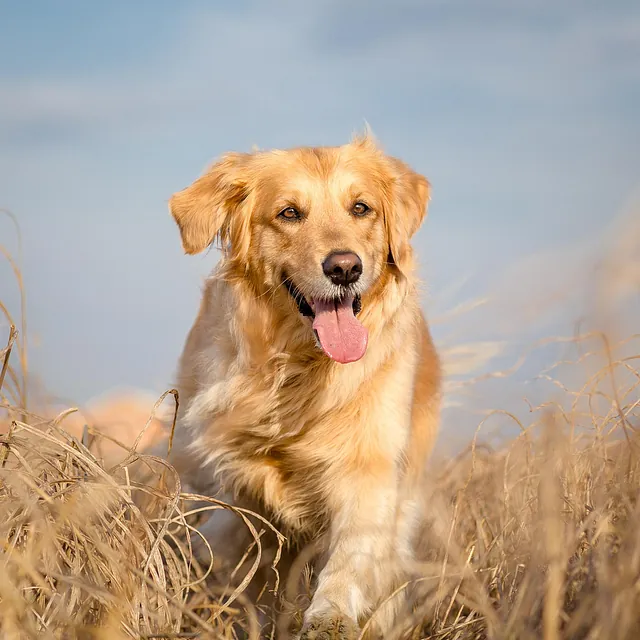 Service für Hunde